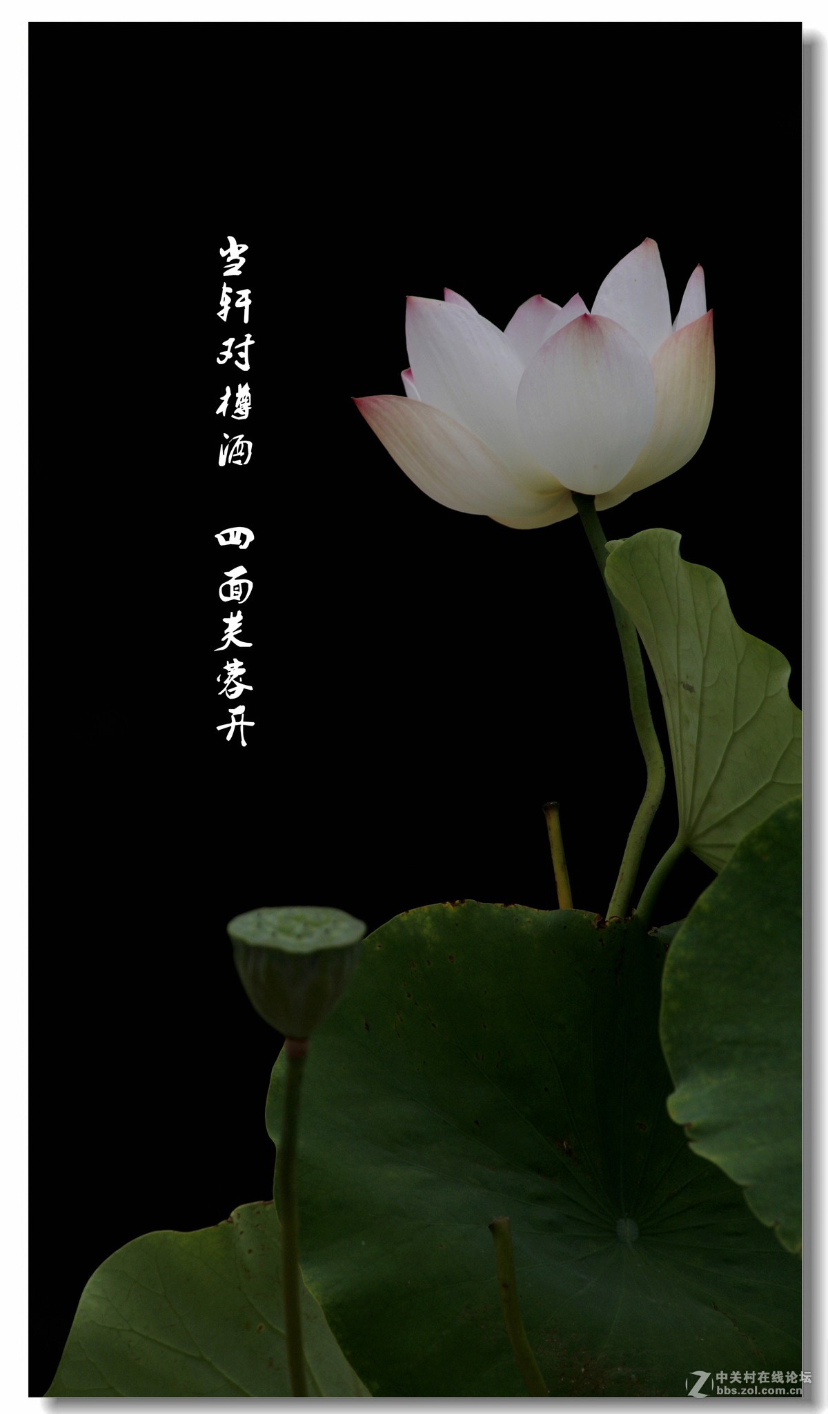 荷——附庸风雅