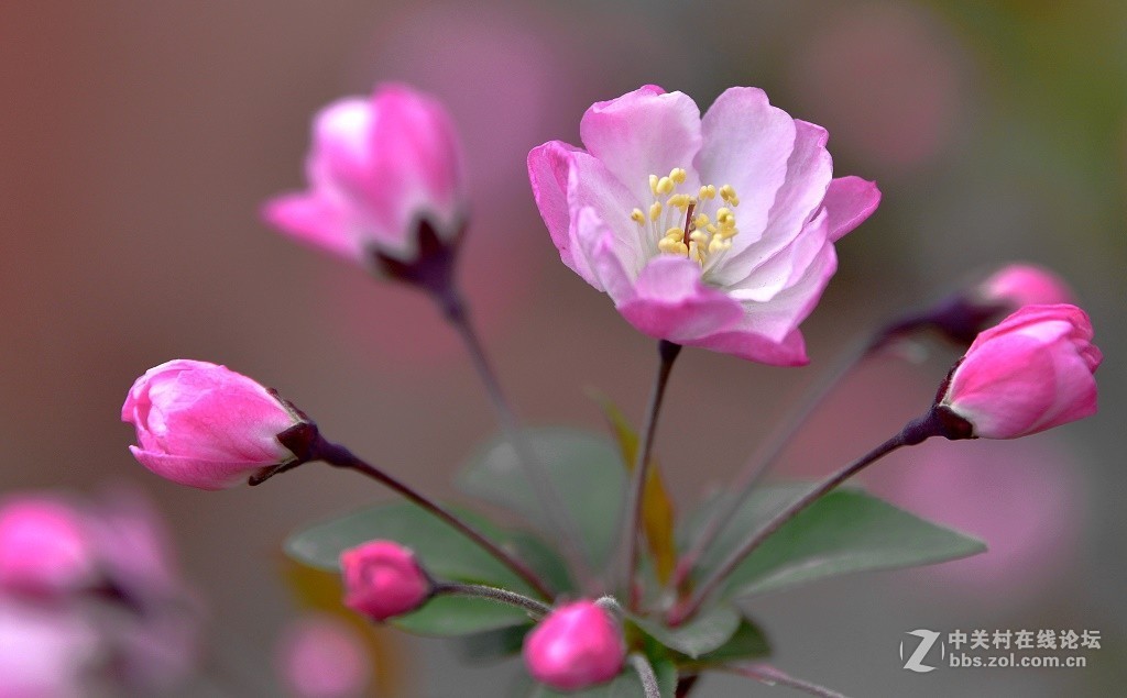 一组海棠花--武汉戏院
