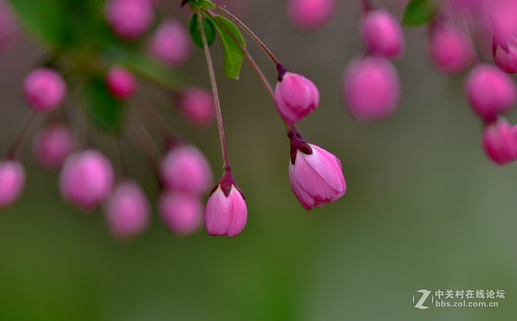 一组海棠花--武汉戏院