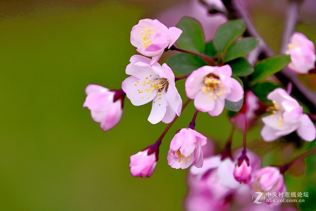 一组海棠花--武汉戏院