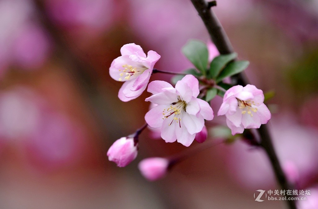 一组海棠花--武汉戏院