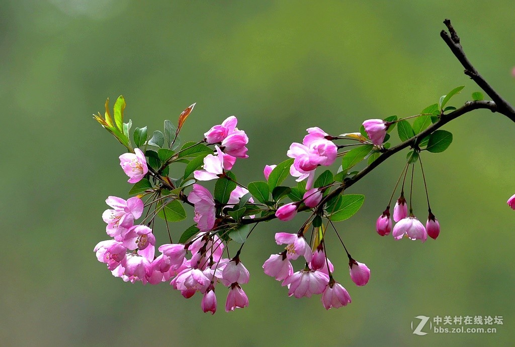 一组海棠花--武汉戏院
