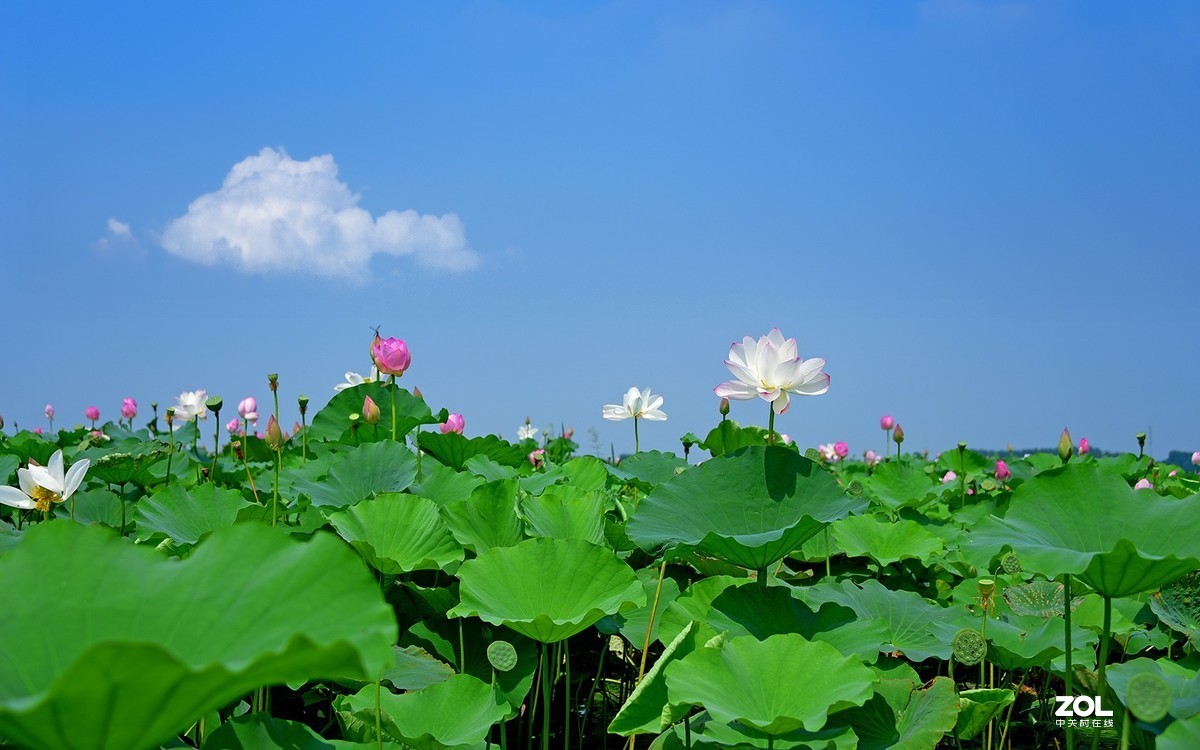 金湖荷花荡人美景美