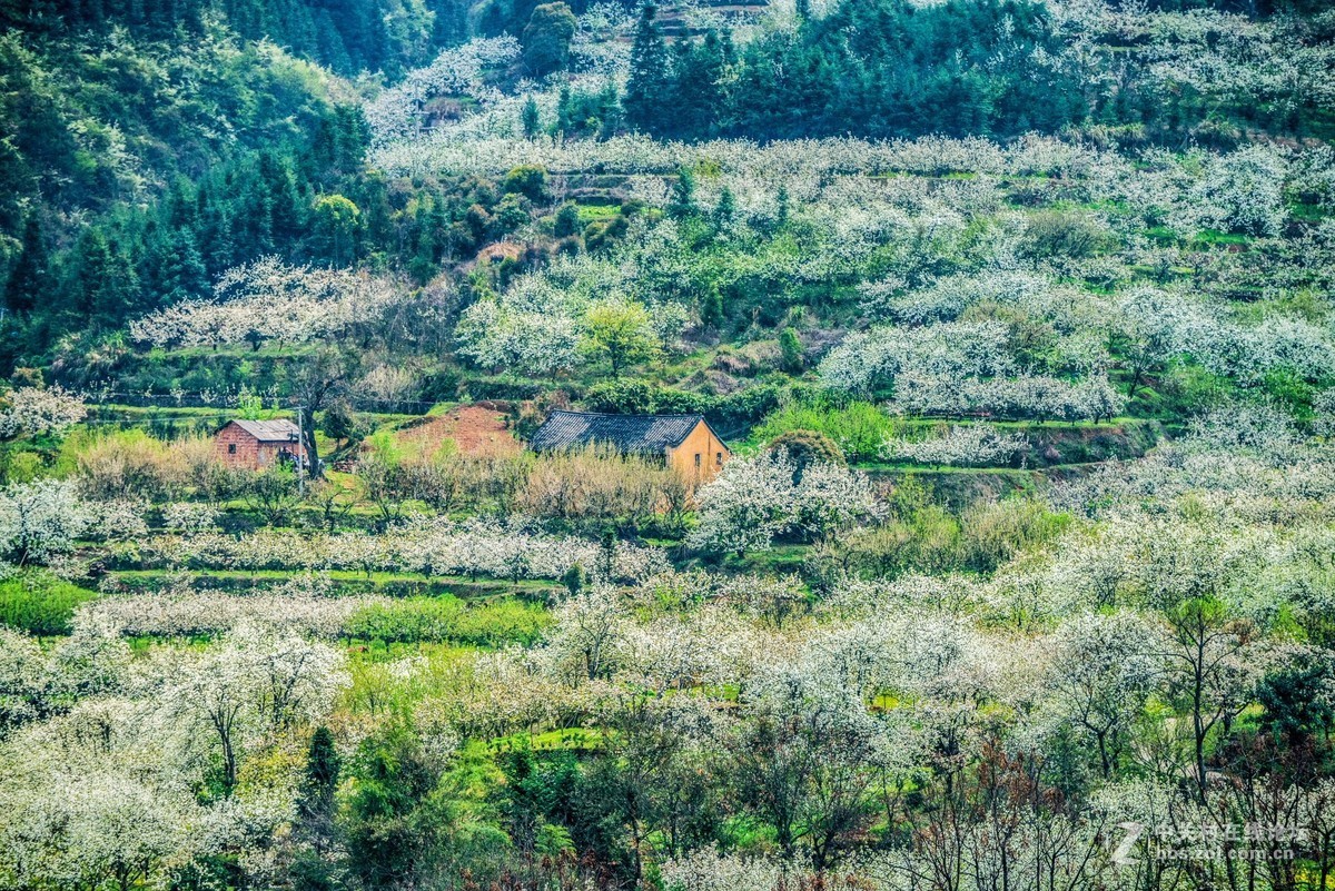 山村梨花风光拍摄-中关村在线摄影论坛