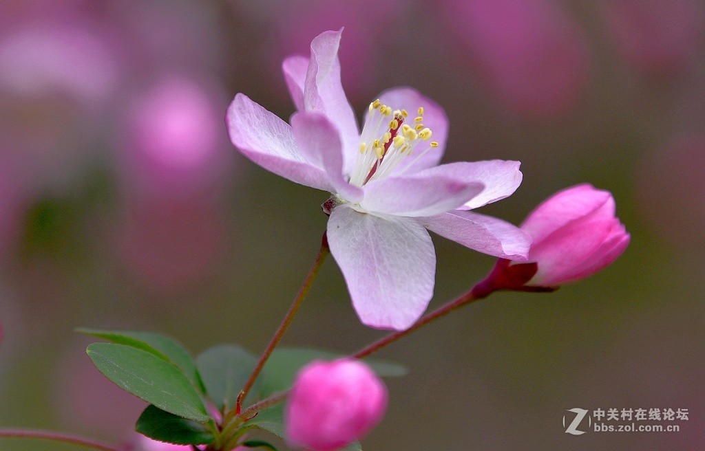 一组海棠花--武汉戏院