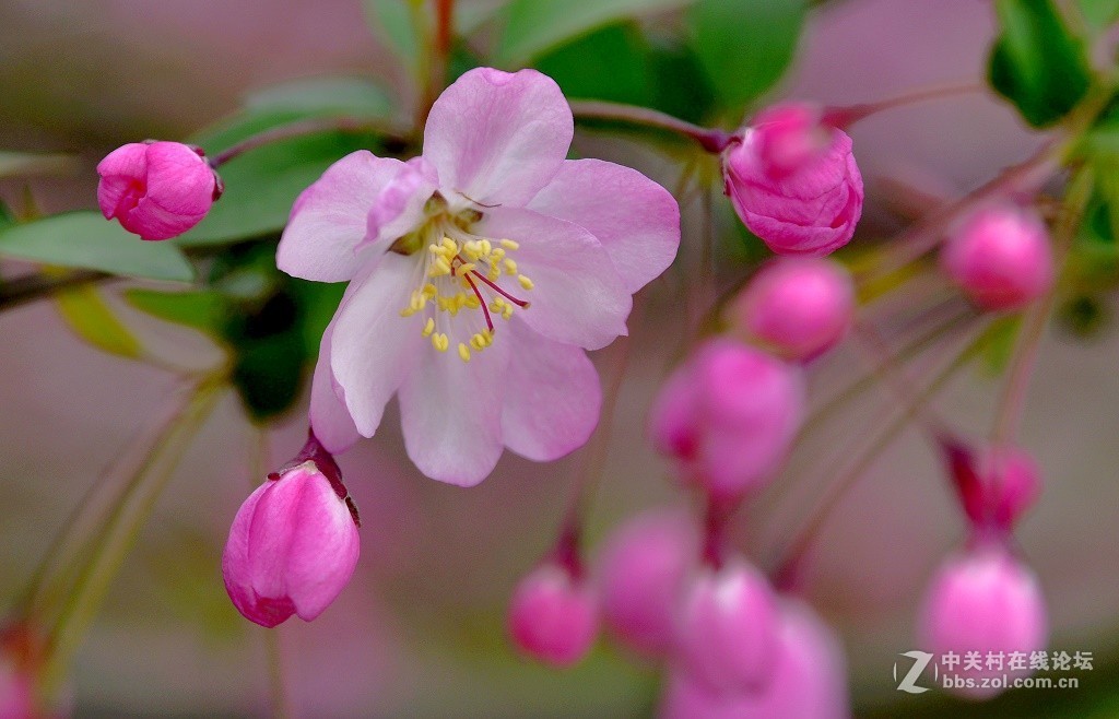 一组海棠花--武汉戏院