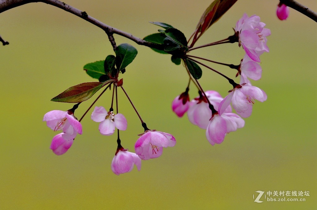 一组海棠花--武汉戏院