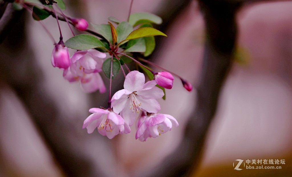一组海棠花--武汉戏院