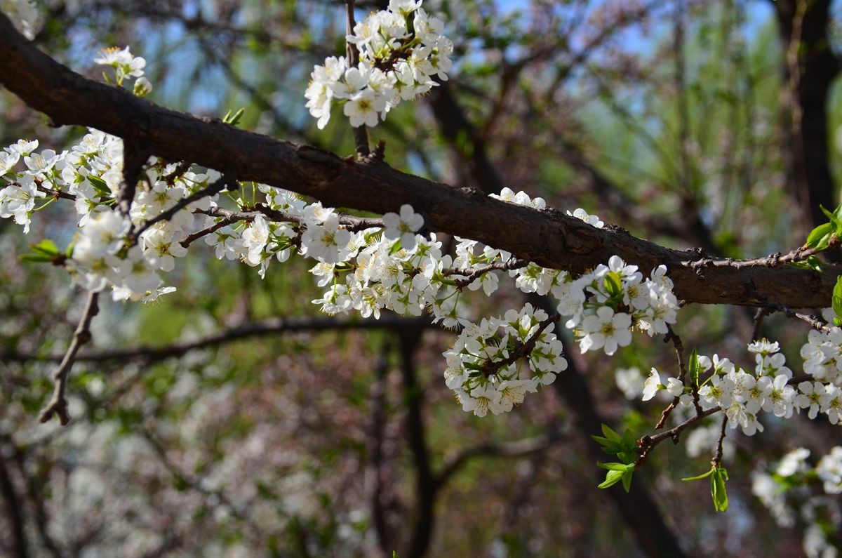 无心插柳的收获：3d特效的另一种应用
