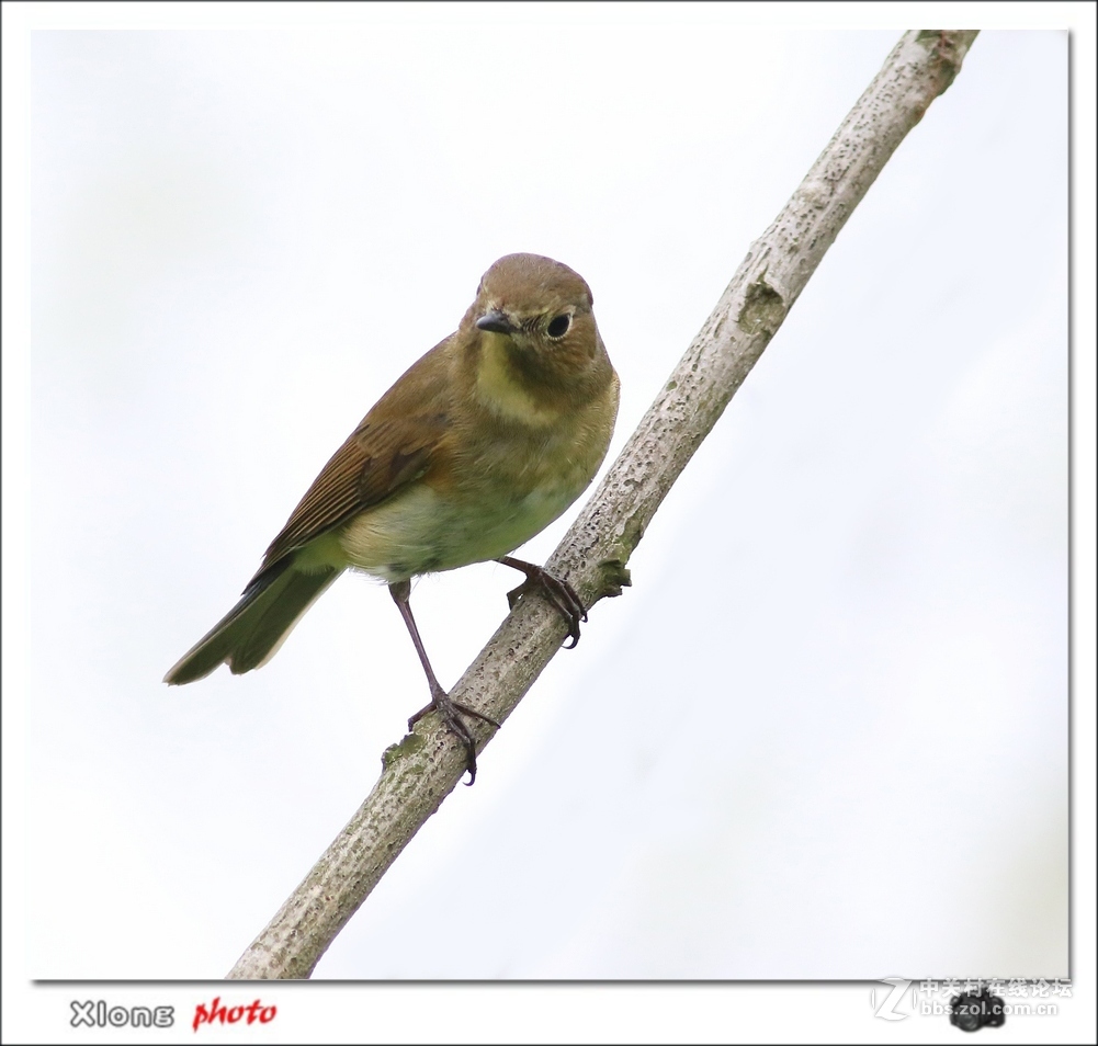 昨路过小洋口拍的红胁兰尾