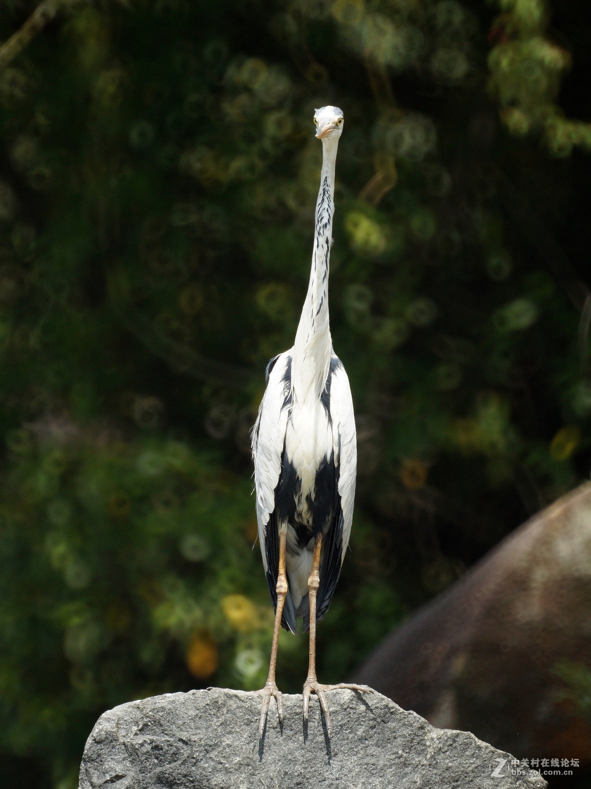 苍鹭（500折返头）