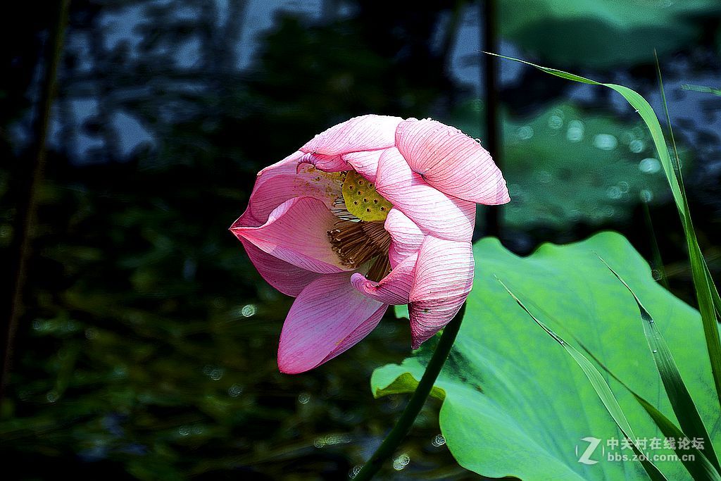 仲夏荷花也鲜艳-6