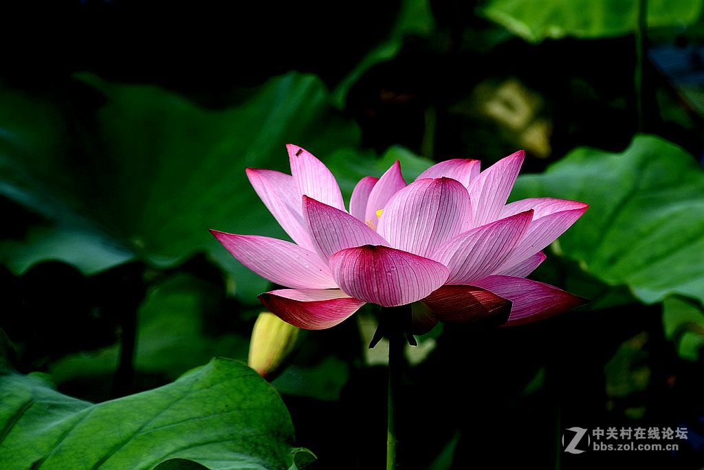 仲夏荷花也鲜艳-6