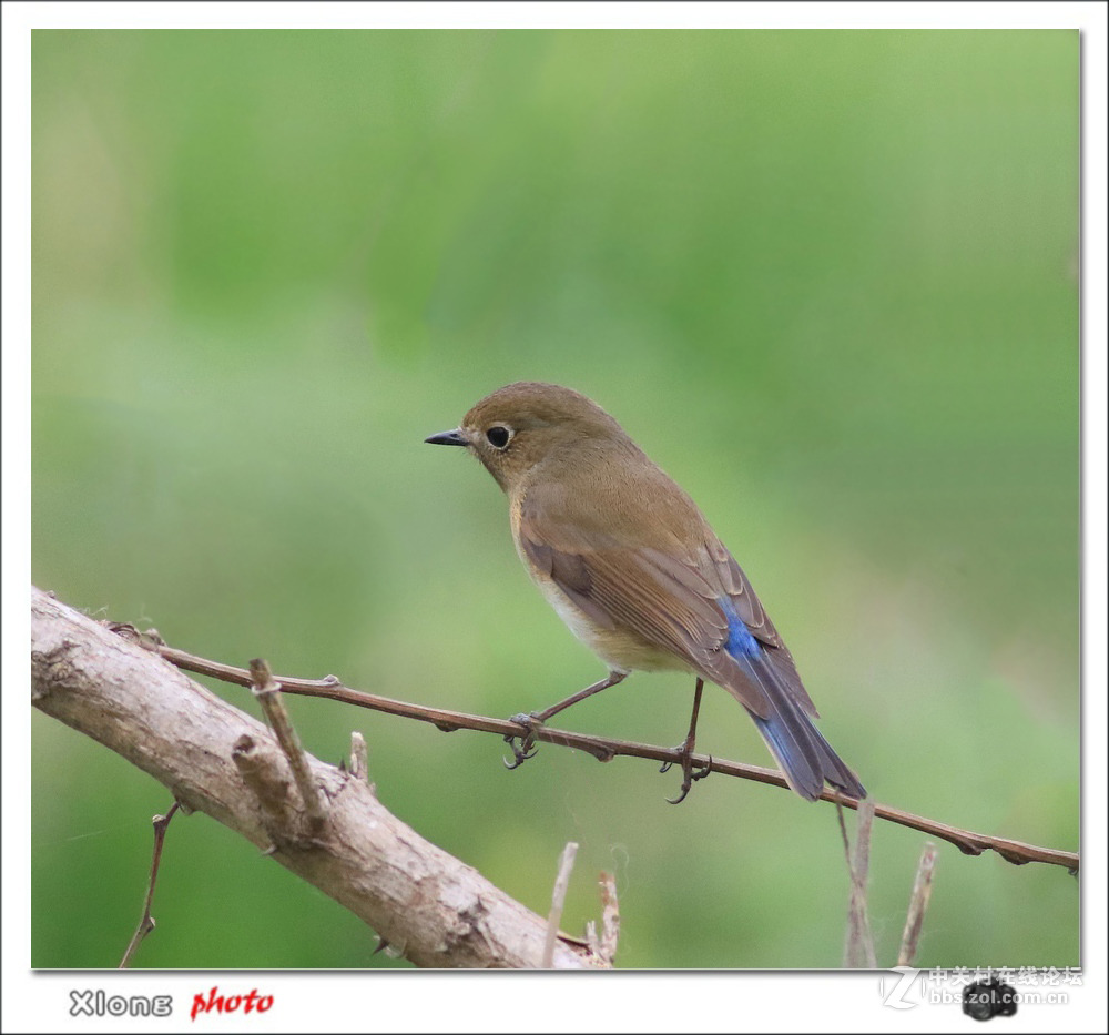昨路过小洋口拍的红胁兰尾