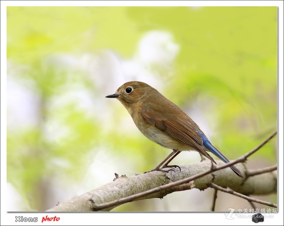 昨路过小洋口拍的红胁兰尾