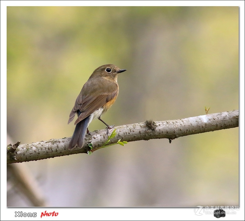 昨路过小洋口拍的红胁兰尾
