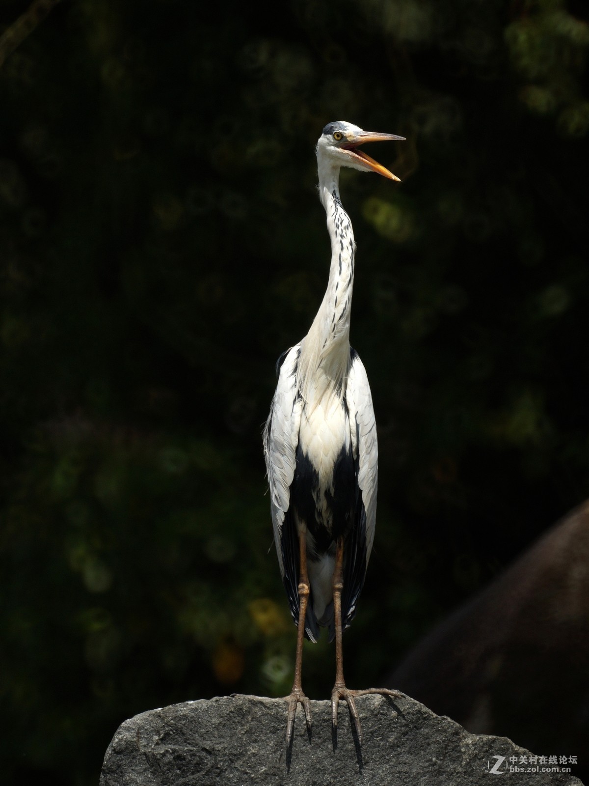 苍鹭（500折返头）
