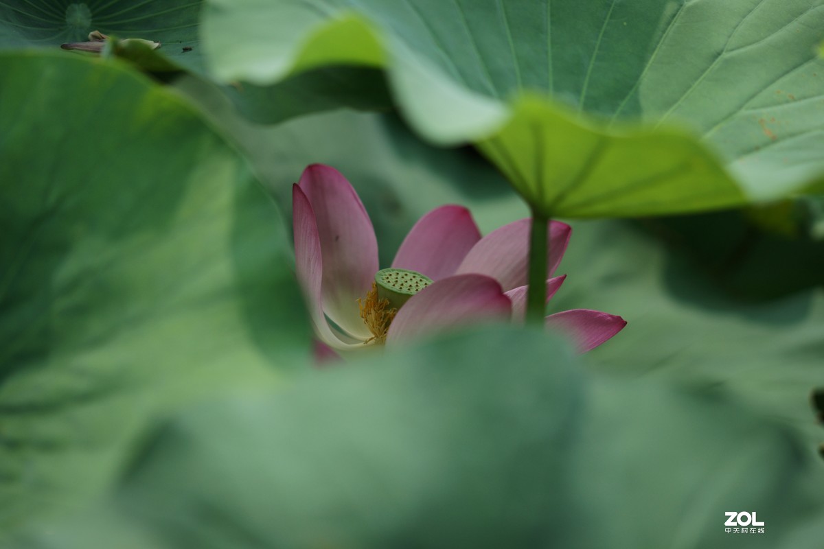 135ZA（映日荷花别样红）