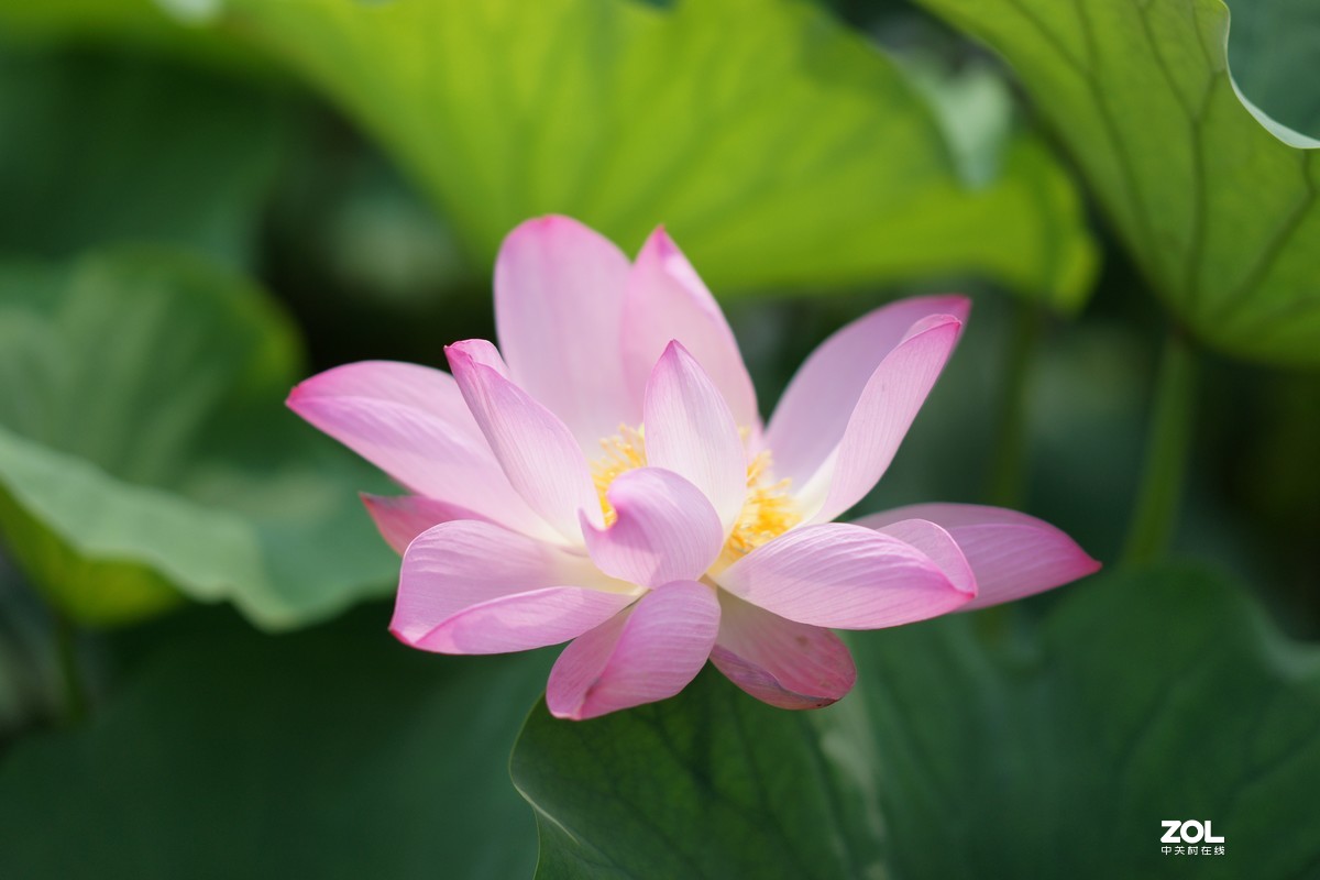 135ZA（映日荷花别样红）