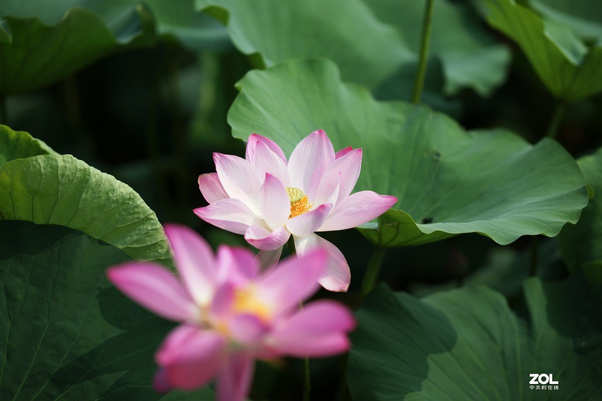 135ZA（映日荷花别样红）