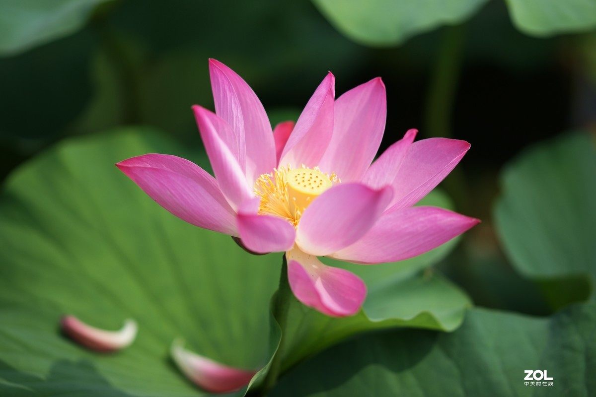 135ZA（映日荷花别样红）