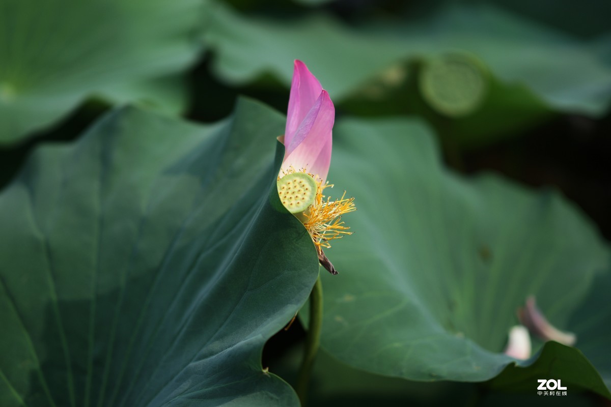 135ZA（映日荷花别样红）