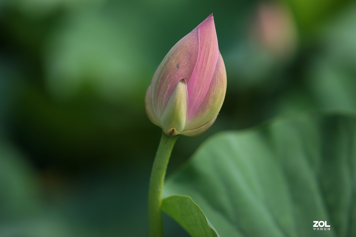 135ZA（映日荷花别样红）