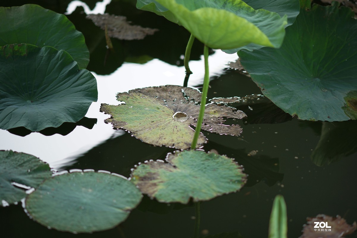 135ZA（映日荷花别样红）