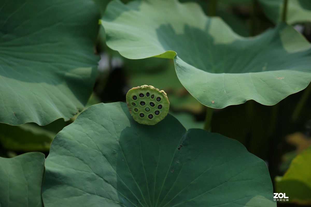 135ZA（映日荷花别样红）