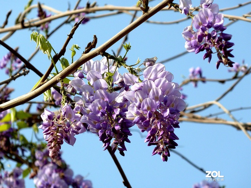 清晨散步随拍紫藤花（葛花）