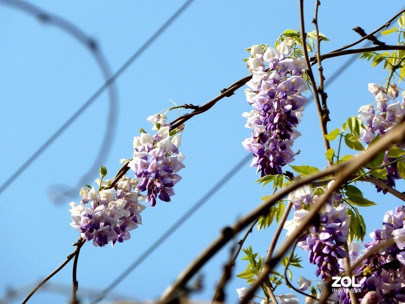 清晨散步随拍紫藤花（葛花）