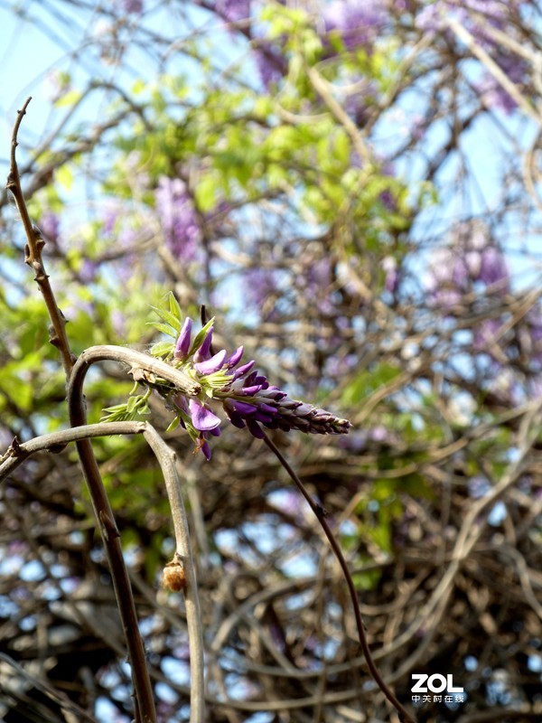 清晨散步随拍紫藤花（葛花）