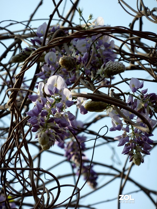 清晨散步随拍紫藤花（葛花）
