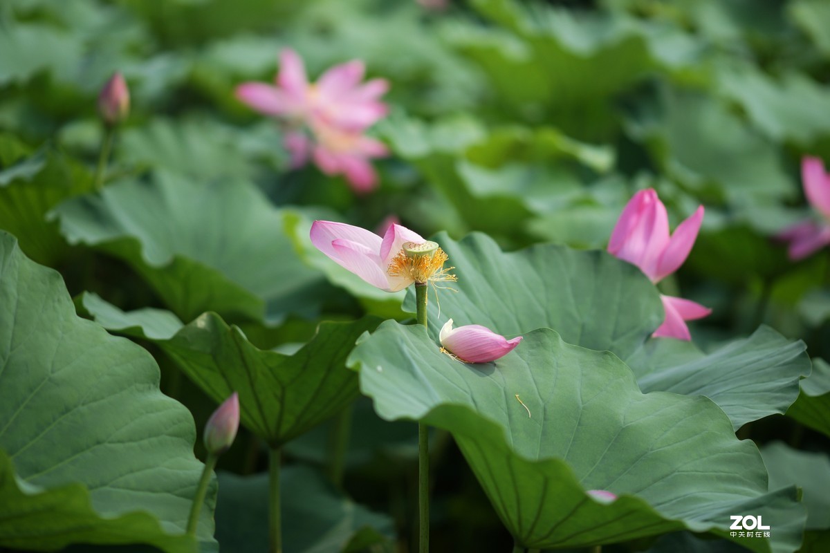 135ZA（映日荷花别样红）