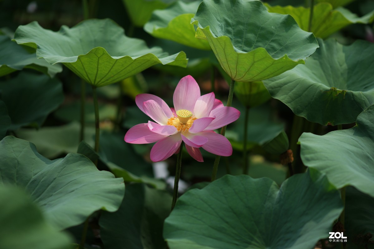 135ZA（映日荷花别样红）