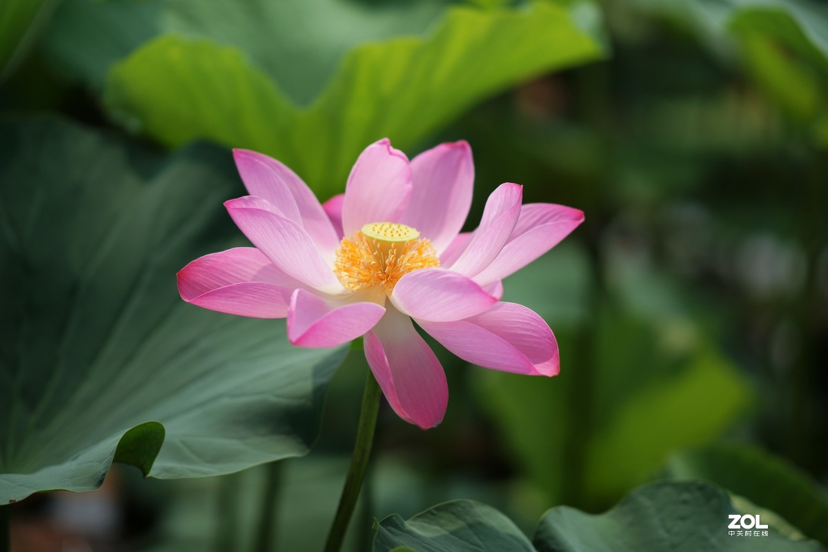 135ZA（映日荷花别样红）