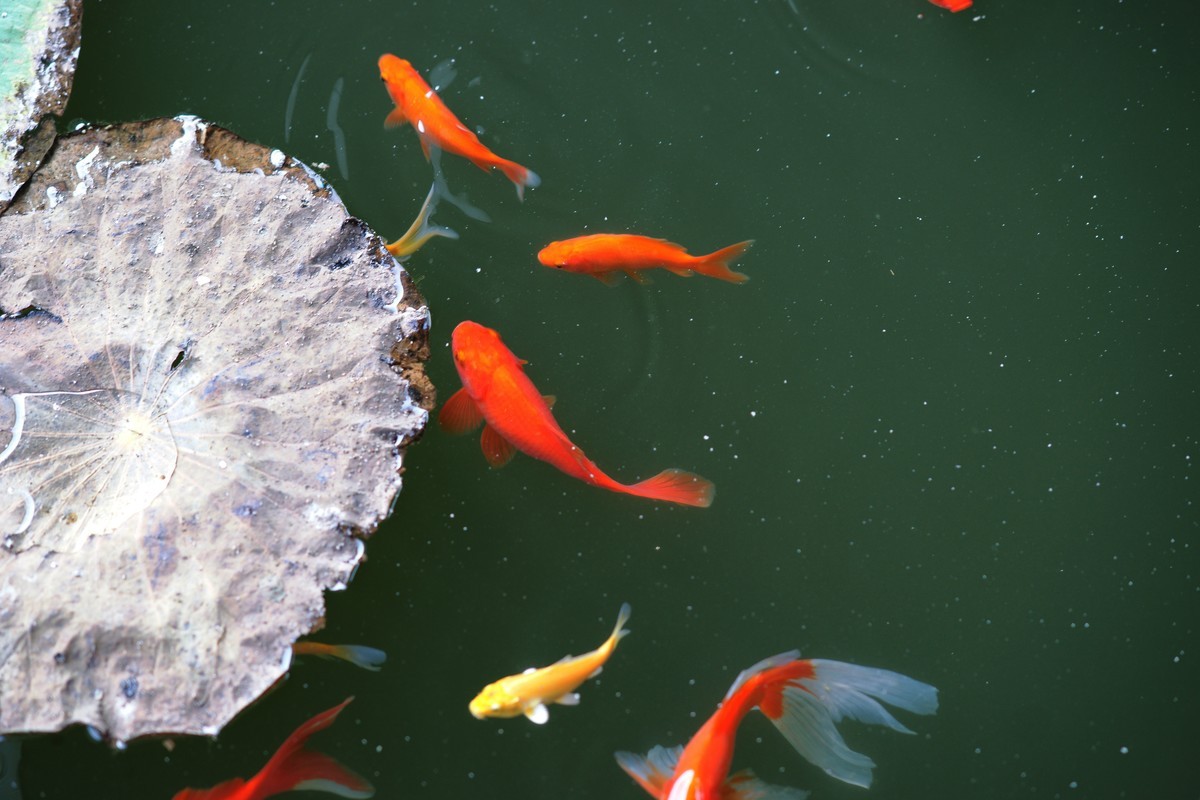 135ZA（映日荷花别样红）