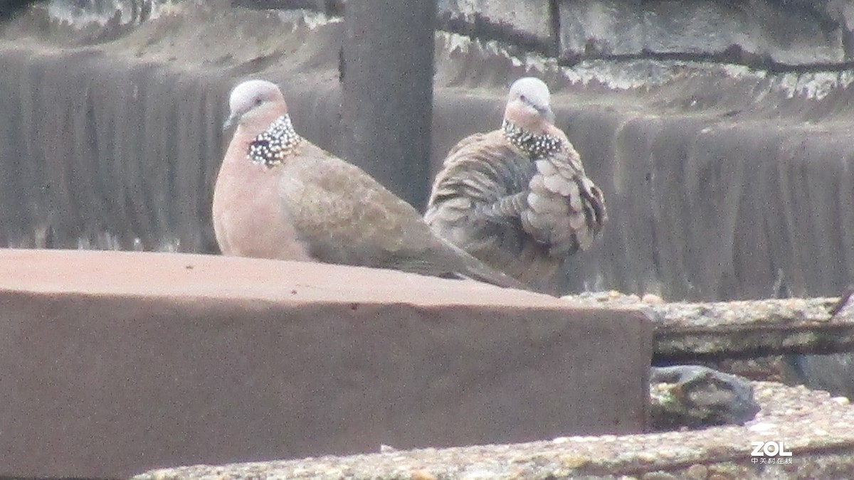 这个板块居然这么冷清，我来开个头，射月打鸟。大家给个评测意见