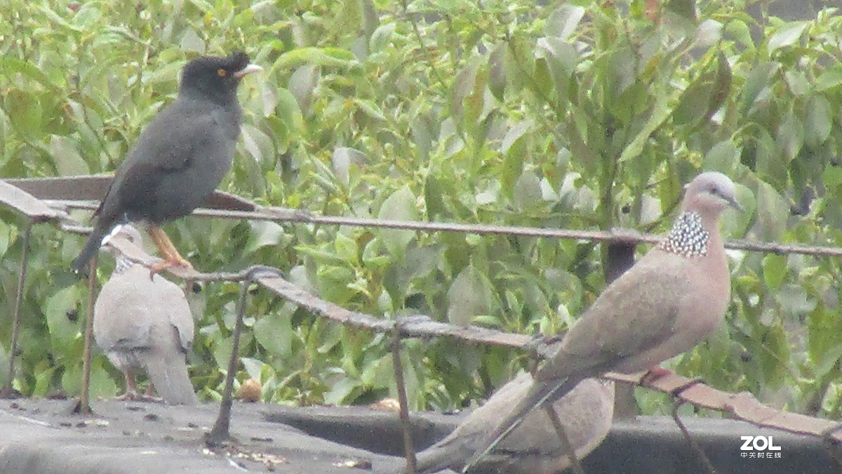 这个板块居然这么冷清，我来开个头，射月打鸟。大家给个评测意见