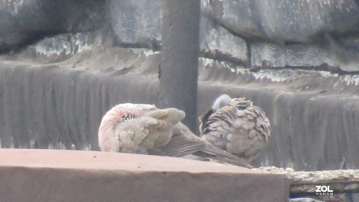 这个板块居然这么冷清，我来开个头，射月打鸟。大家给个评测意见