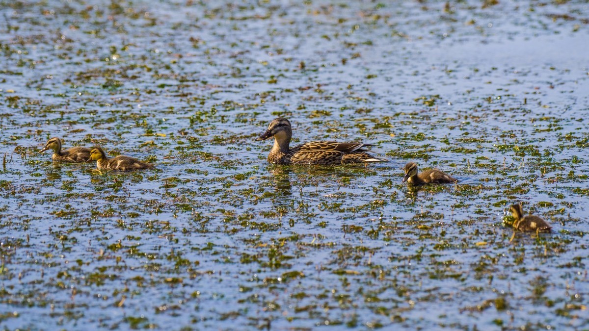 萌萌的小鸭，湿地的精灵