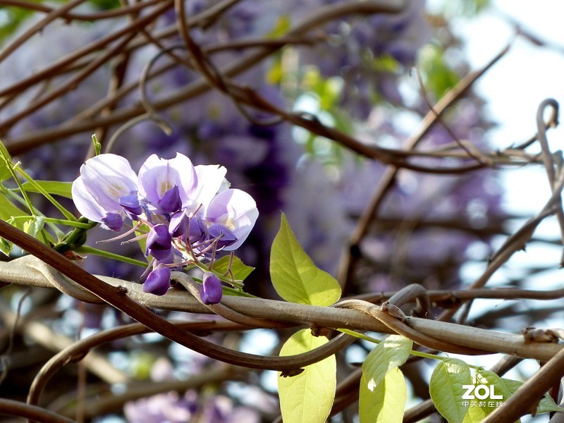 清晨散步随拍紫藤花（葛花）