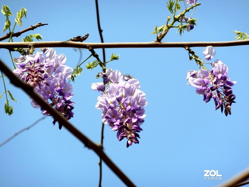 清晨散步随拍紫藤花（葛花）