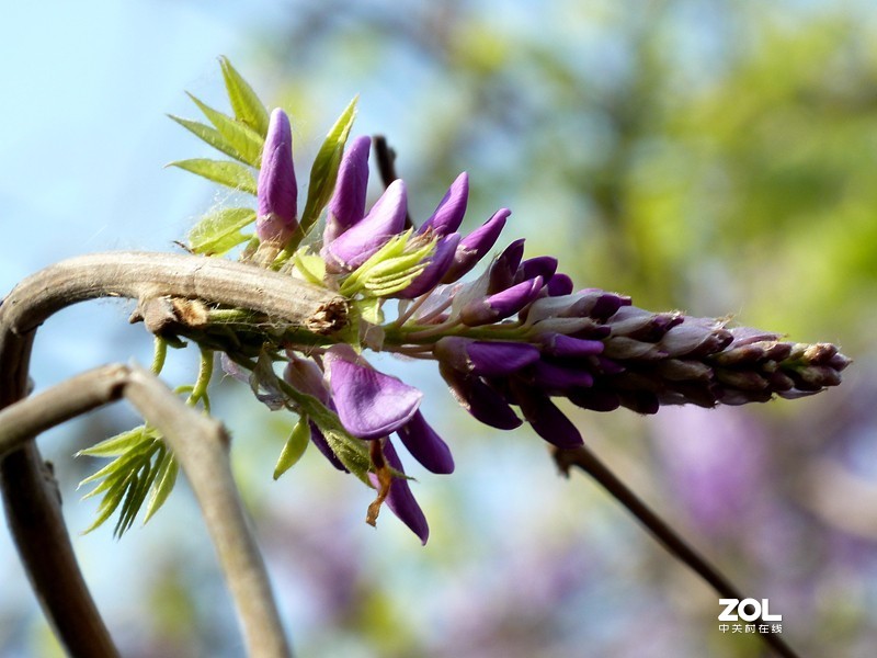 清晨散步随拍紫藤花（葛花）
