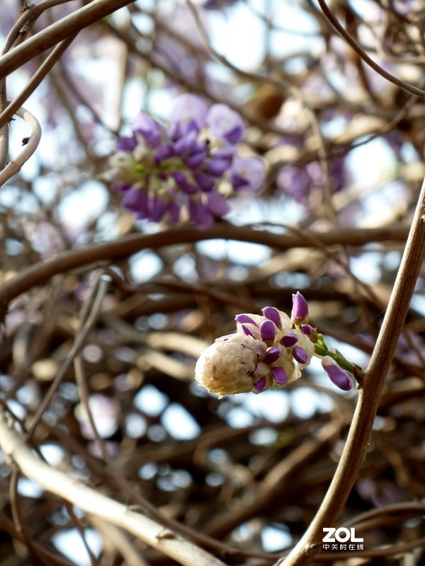 清晨散步随拍紫藤花（葛花）