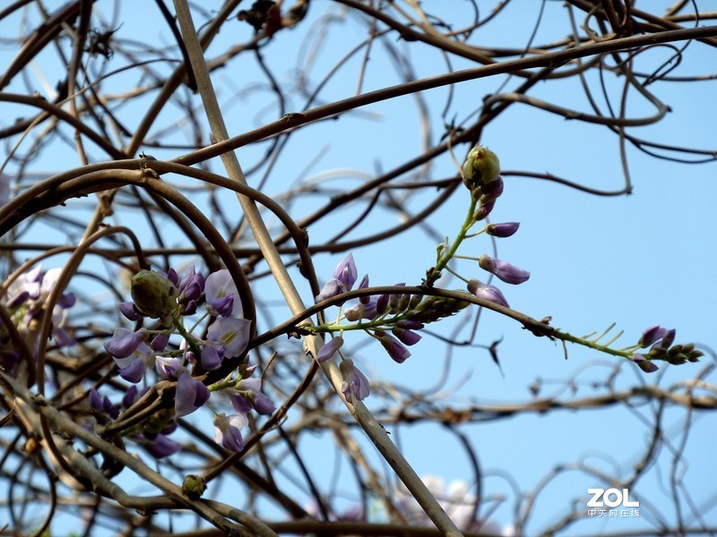 清晨散步随拍紫藤花（葛花）