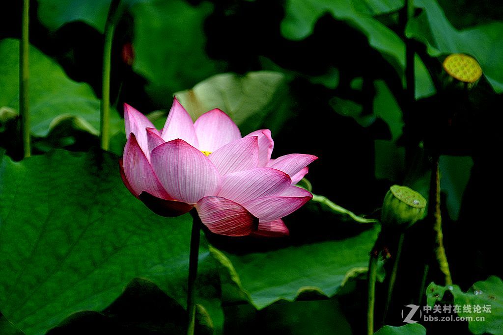 仲夏荷花也鲜艳-6