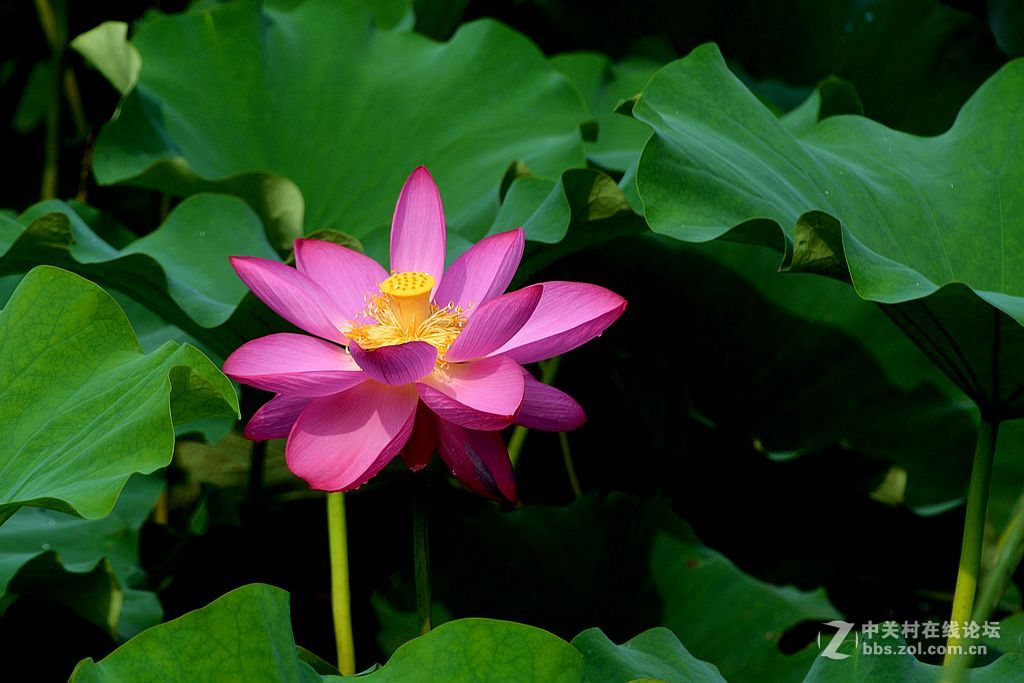 仲夏荷花也鲜艳-6