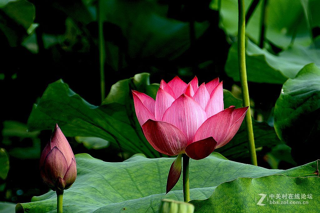 仲夏荷花也鲜艳-6