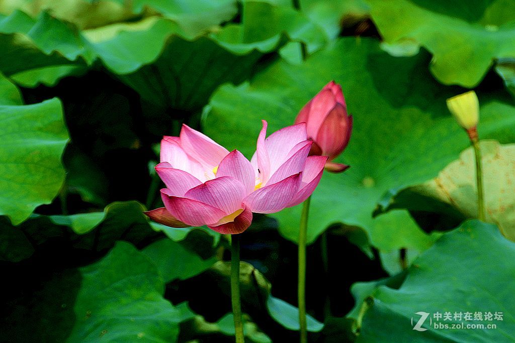 仲夏荷花也鲜艳-6